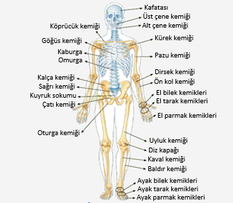 İnsanda iskelet yapısı